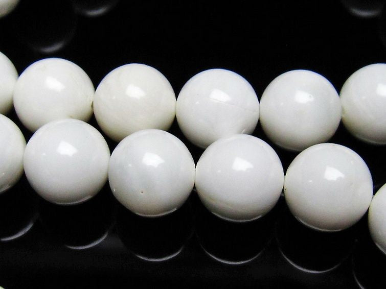 シャコガイ 一連 10mm ランダム発送 メール便可 [M便 1/5] 7 714-40